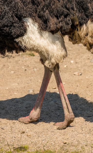 Voeten van de gemeenschappelijke struisvogel, Struthio camelus, buiten lopen in zand