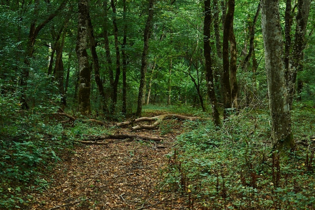 Voetpad door het groene bos