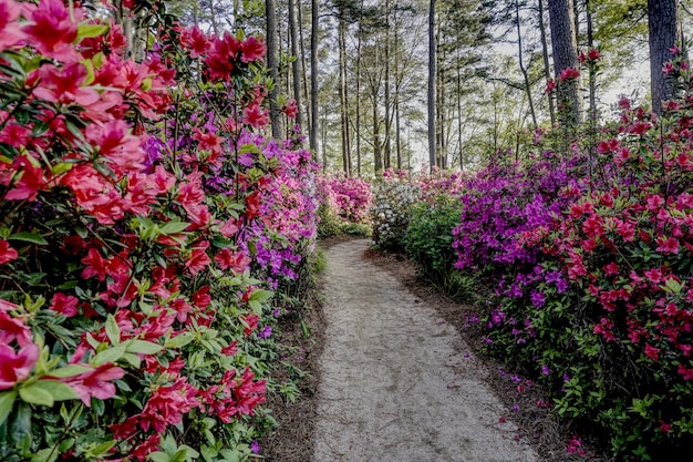 Voetpad in een azalea gardent in volle bloei