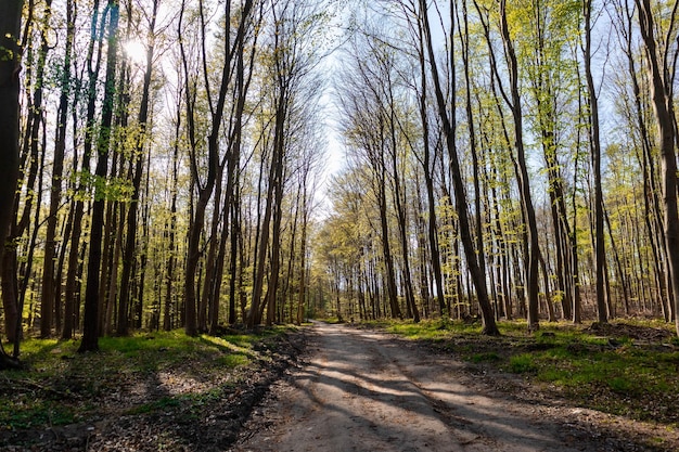 Foto voetpad in het bos