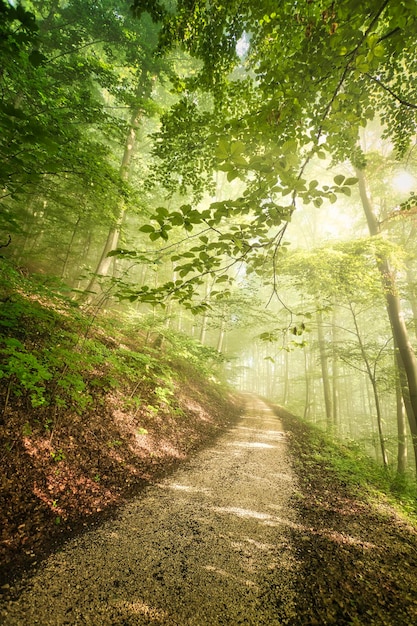 Voetpad in het bos