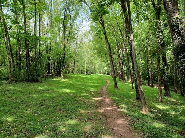 Voetpad in het bos