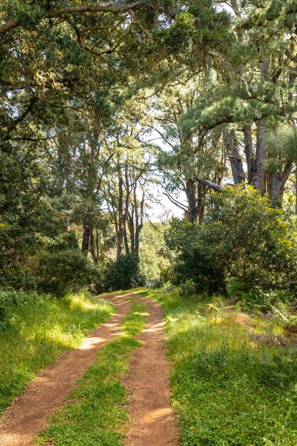 Voetpad in het natuurpark van La Llania in het weelderige groene landschap van El Hierro Canarische Eilanden