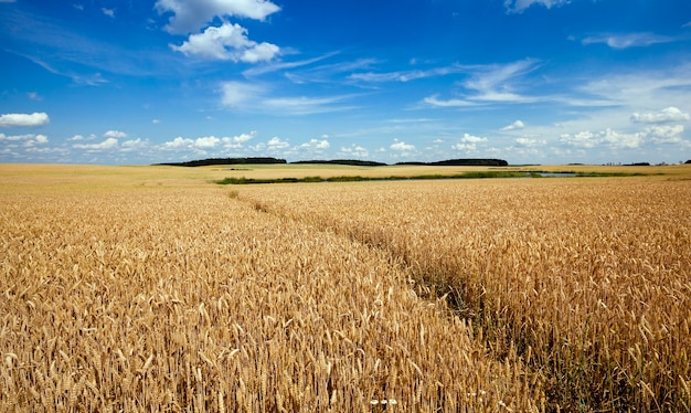 Voetpad in het veld - het kleine gebaande voetpad in een landbouwgebied