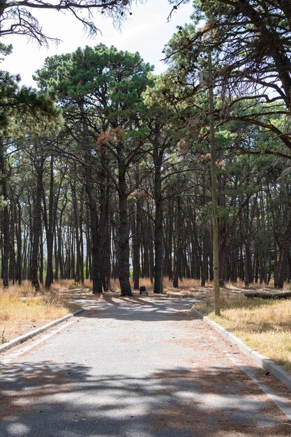 Voetpad omgeven door bomen in een stadspark