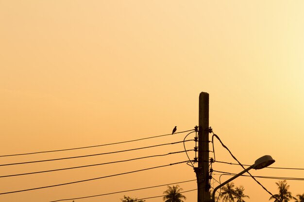 Vogel. avond. zonsondergang. elektrische paal