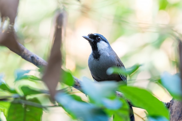 Vogel (Black-Throated Laughingthrush) in de natuur