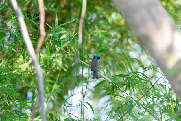 Vogel blacknaped monarch op boom in de natuur wild