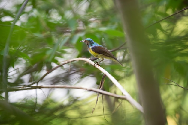 Vogel Brownthroated sunbird in wilde natuur