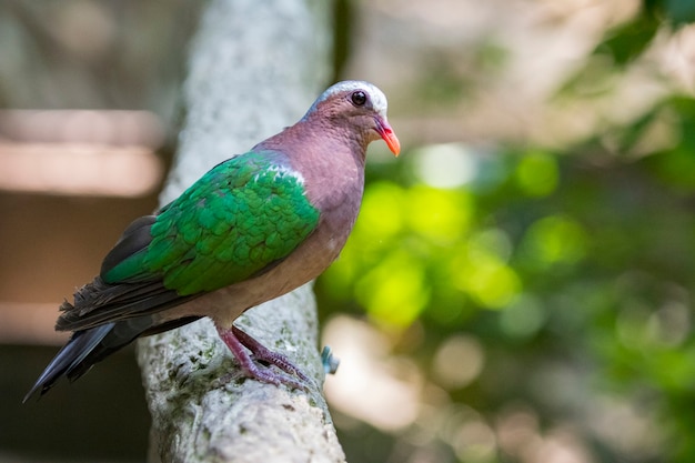 Vogel (common emerald dove). dieren.