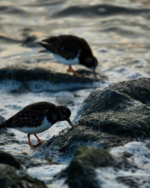 Photo vogel an der nordsee