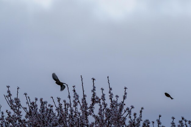 Vogel die dichtbij de tak van de amandelboom vliegt met witte bloesemclose-up