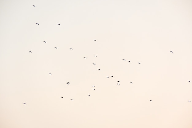 Vogel die in de hemel vliegt