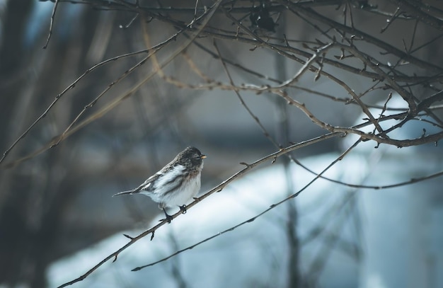 Vogel die in de winter op een kale boom zit