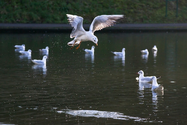 Vogel die in een meer van start gaat