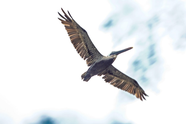 Vogel die onder de blauwe hemel in de Dominicaanse Republiek vliegt