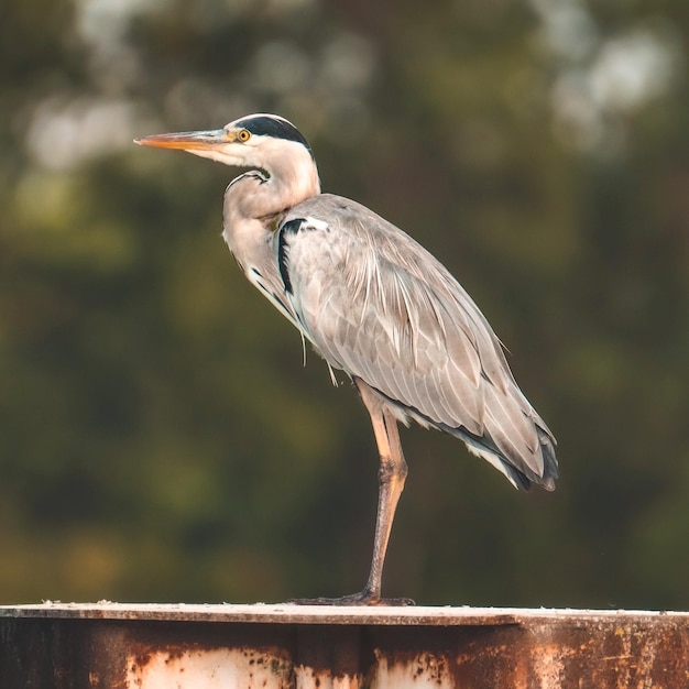 Foto vogel die op de reling zit