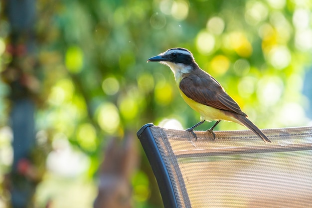 Vogel die op een boom rust