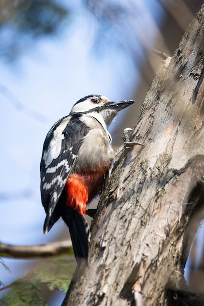 Foto vogel die op een boom zit