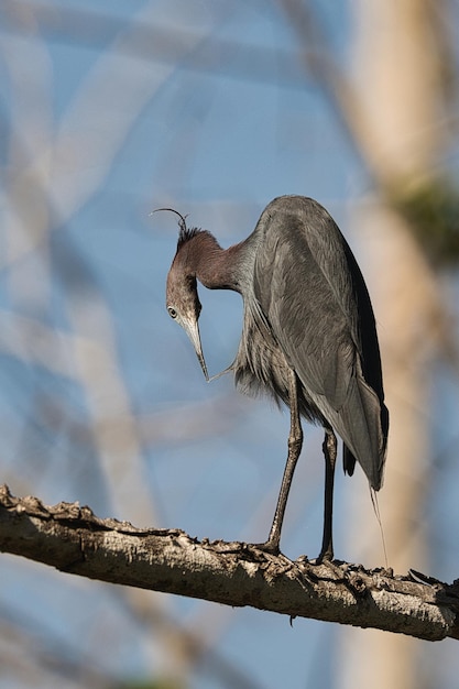 Foto vogel die op een boom zit