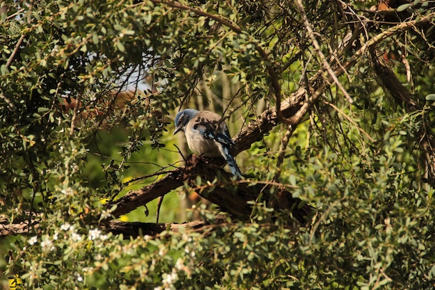 Vogel die op een boom zit