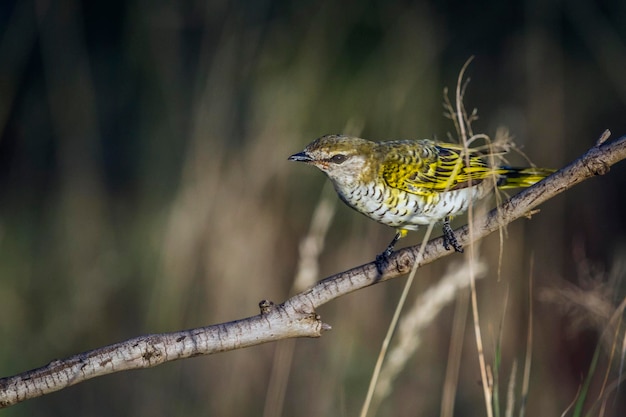 Vogel die op een boom zit