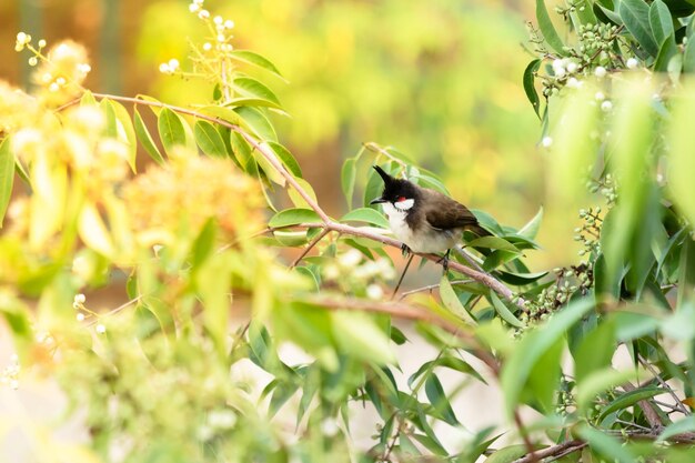 Foto vogel die op een boom zit