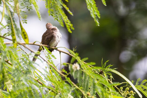 Foto vogel die op een boom zit