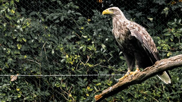 Foto vogel die op een boom zit