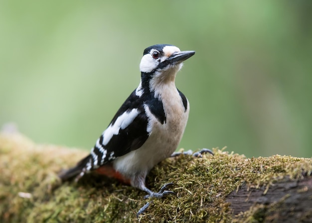 Vogel die op een boomstam zit