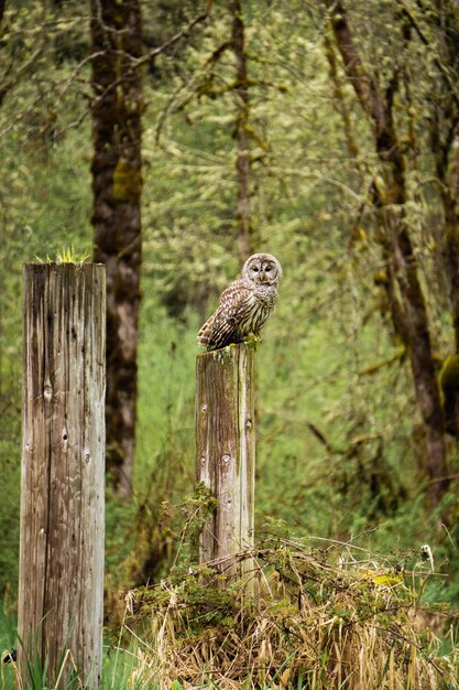 Foto vogel die op een boomstam zit