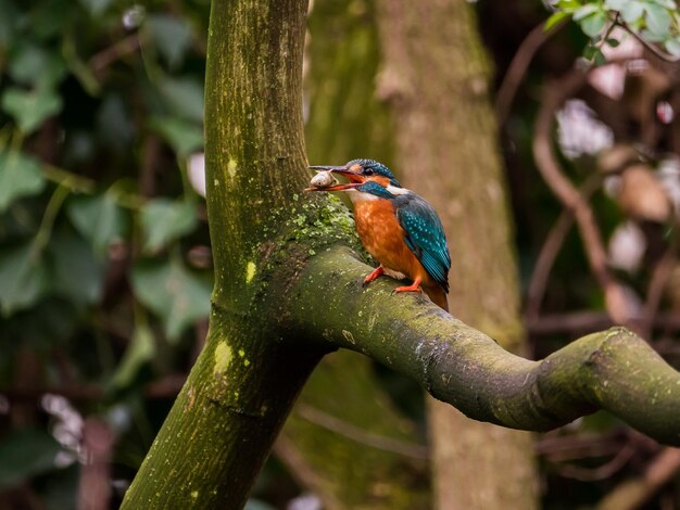 Foto vogel die op een boomstam zit