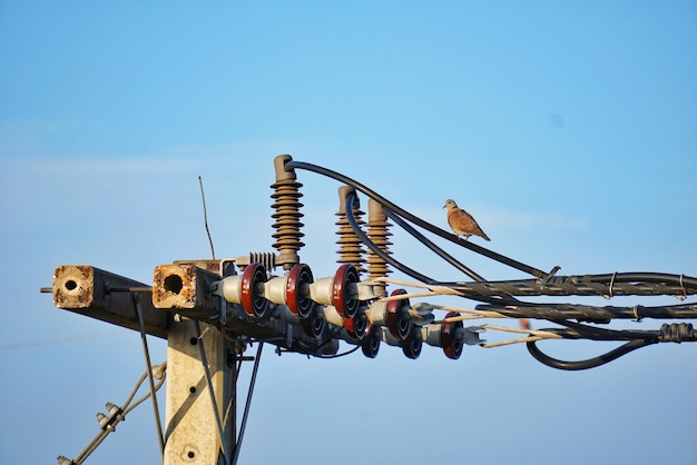 Foto vogel die op een elektriciteitskabel zit