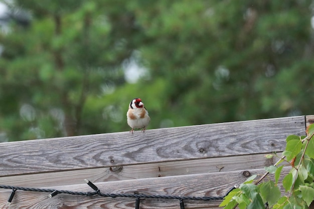 Foto vogel die op een hout zit