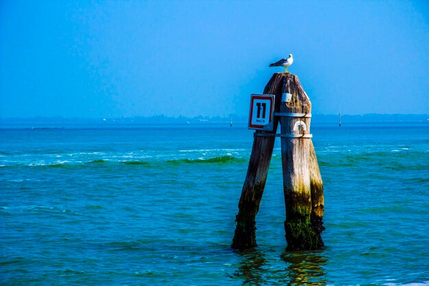 Foto vogel die op een houten paal in de zee zit tegen een heldere lucht