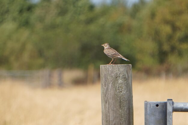 Foto vogel die op een houten paal zit