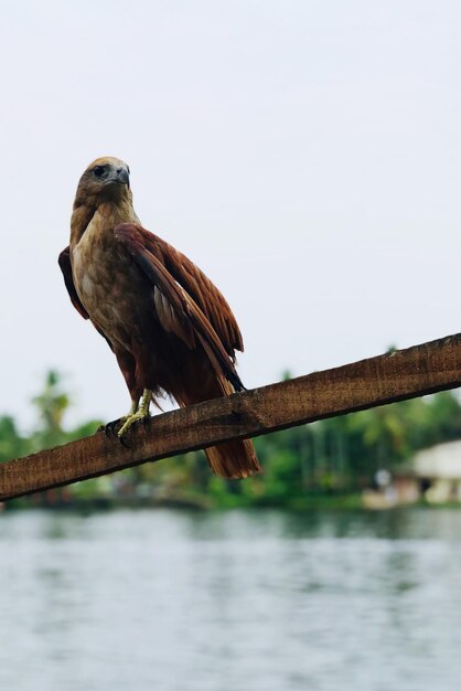 Foto vogel die op een houten paal zit