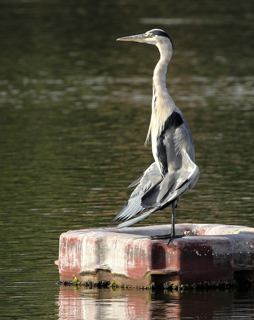 Foto vogel die op een houten paal zit