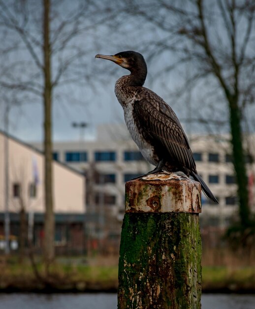 Foto vogel die op een houten paal zit