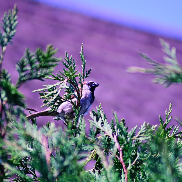 Foto vogel die op een plant zit