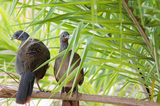 Foto vogel die op een plant zit