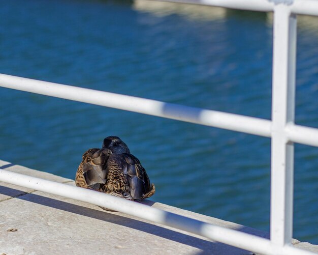 Foto vogel die op een reling tegen de zee zit