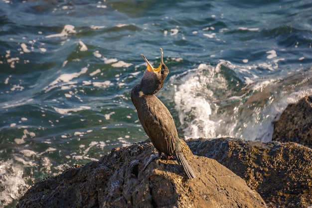 Foto vogel die op een rots in de zee zit