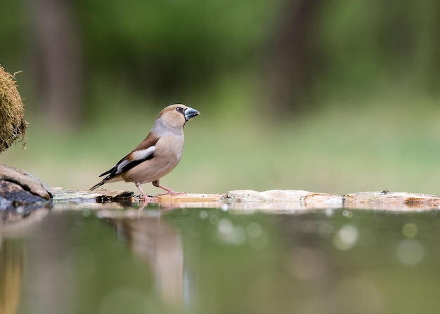 Vogel die op een steen in het meer zit