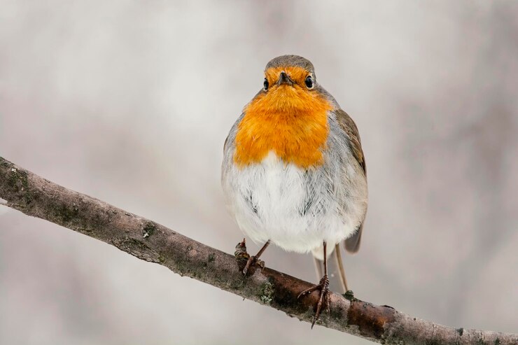 Foto vogel die op een tak zit