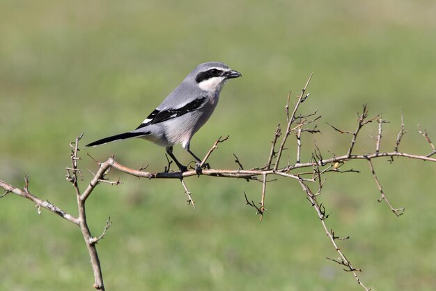 Foto vogel die op een tak zit