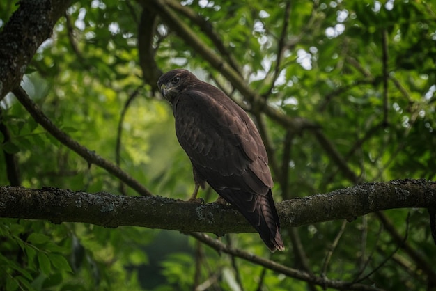 Vogel die op een tak zit