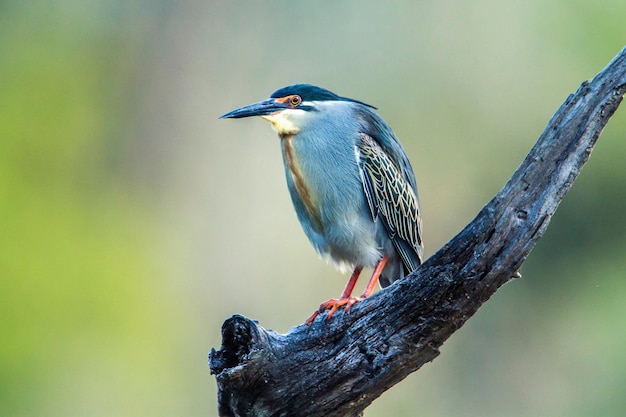 Vogel die op een tak zit