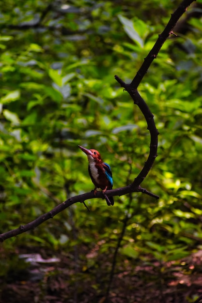 Foto vogel die op een tak zit