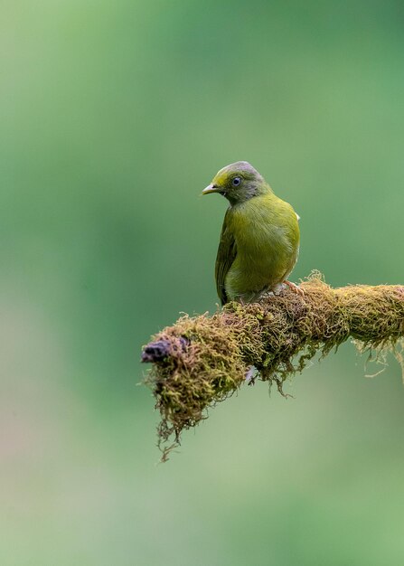 Foto vogel die op een tak zit